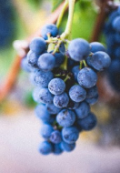 Nho Shiraz