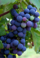 Nho Merlot