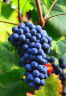 Nho Cabernet Sauvignon