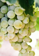 Nho Sauvignon Blanc
